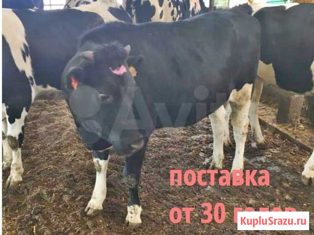 Нетели Телки племенные чистопородные Балашиха - изображение 1