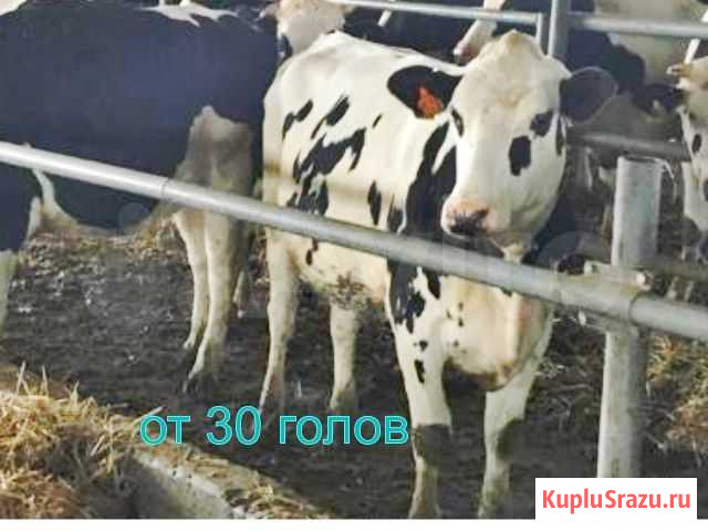 Нетели Телки породные молочные Алагир - изображение 1