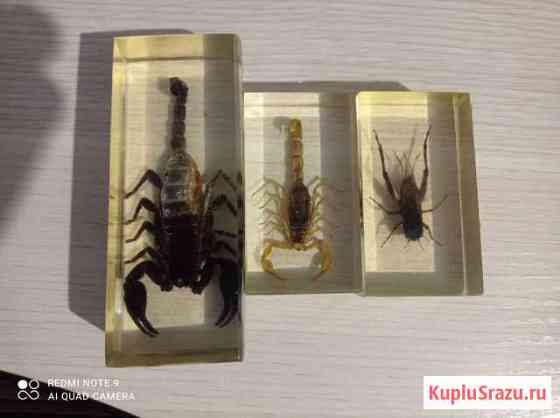 Насекомые Рубцовск