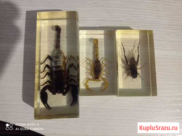 Насекомые Рубцовск - изображение 1