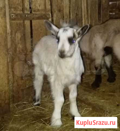 Продам козлика Североуральск - изображение 1