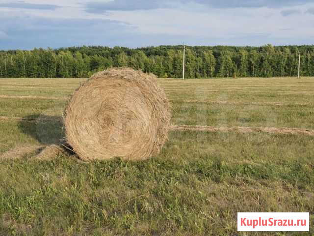 Сено в рулонах Мелеуз - изображение 1