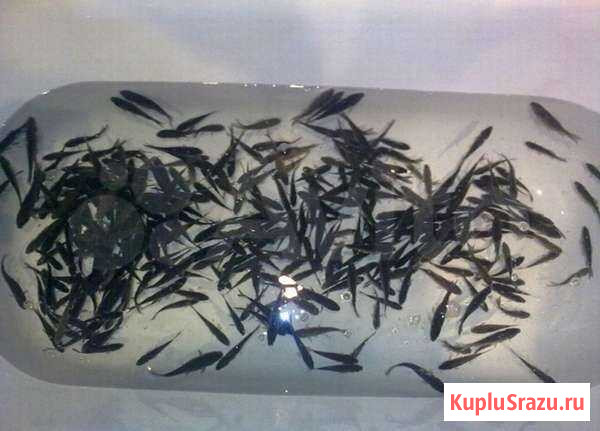 Продам живца Златоуст - изображение 1