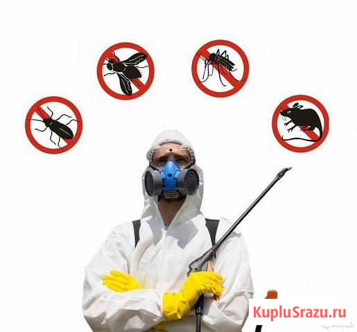 Обработка от клопов, уничтожение тараканов, крыс Екатеринбург - изображение 1