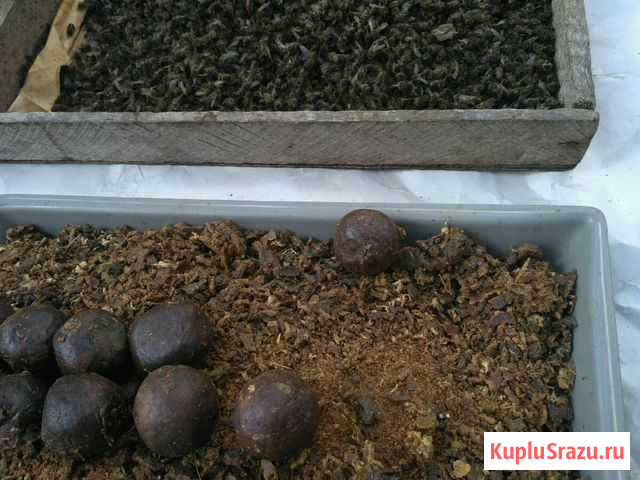 Прополис Калуга - изображение 1