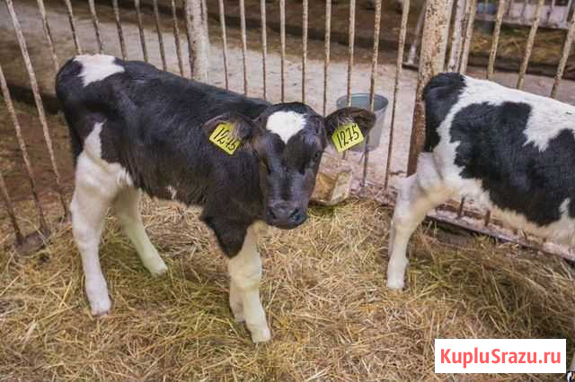 Бычки телята Кинель - изображение 1