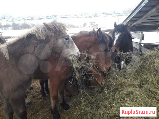 Жеребята Бакалы - изображение 1