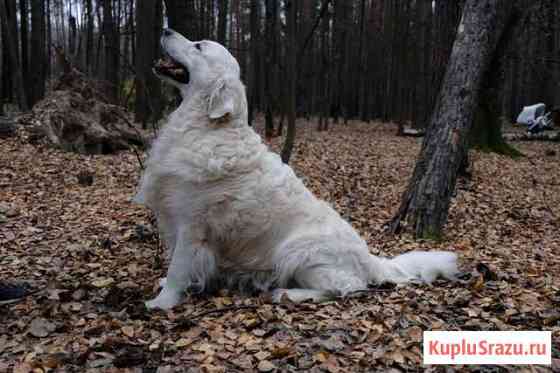 Золотистый ретривер. Кобель. Вязка. РКФ Москва