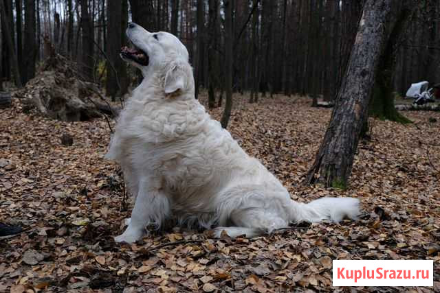 Золотистый ретривер. Кобель. Вязка. РКФ Москва - изображение 1