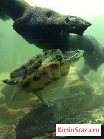 Отдам красноухую черепашку 13 см Балашиха - изображение 1