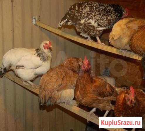 Куры несушки Смоленск - изображение 1
