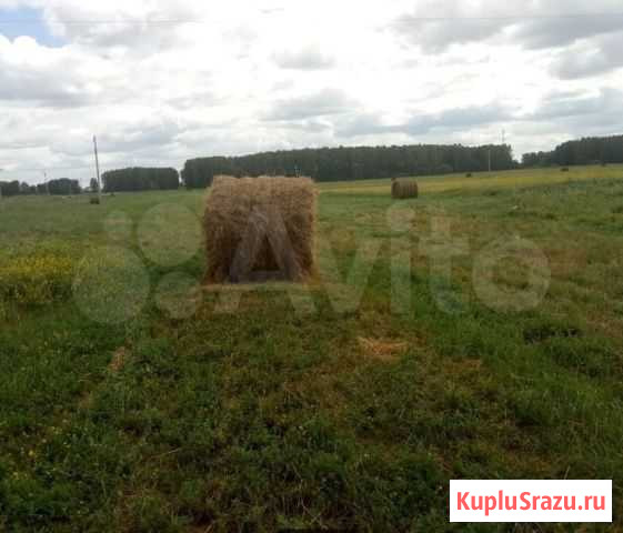 Сено в рулонах Давлеканово - изображение 1