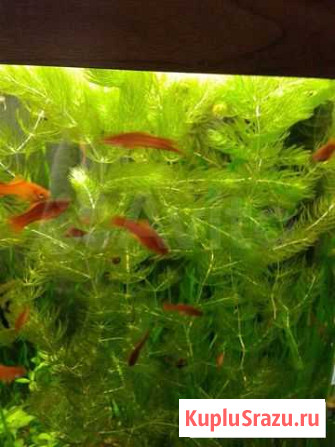Аквариумное растение Братск - изображение 1