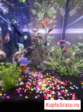 Аквариумы, рыба для аквариума, корма Балашиха - изображение 1