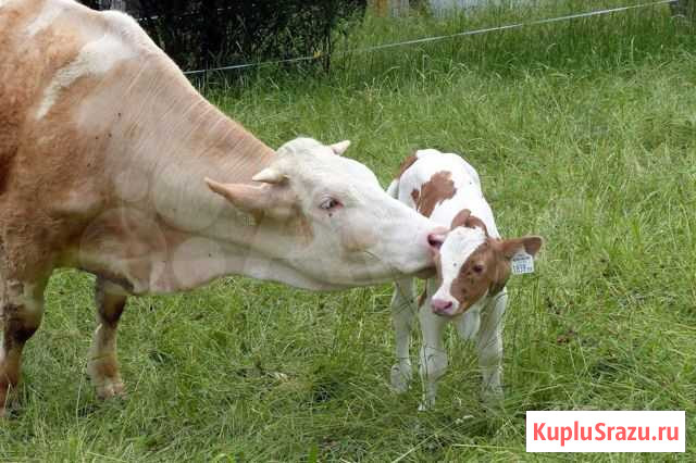 Телки стельные, быки на племя Рощино - изображение 1