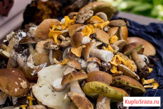 Продаю грибы, Маринованные, замороженные, свежие Тула - изображение 1