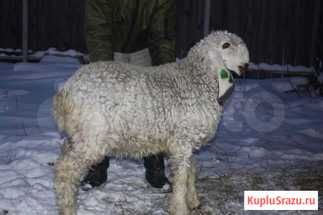 Баран Хомутово - изображение 1