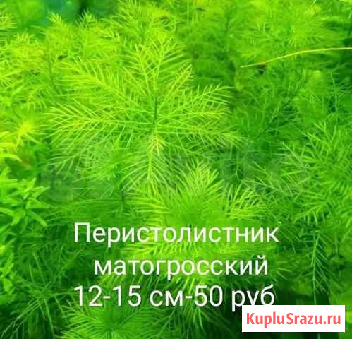 Аквариумные растения Воскресенск - изображение 1