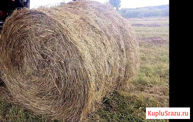 Сено Тайшет - изображение 1