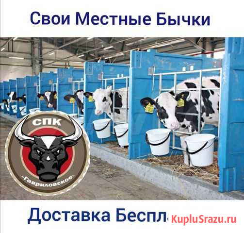 Бычки Быстронабирающие Вес Муромцево - изображение 1