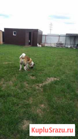 Гостиница для животных Москва - изображение 1