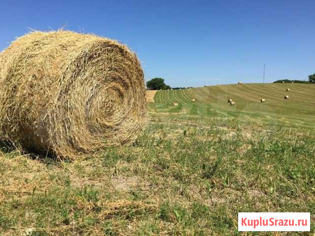 Продам сено 2500 тюк 350кг Белово - изображение 1