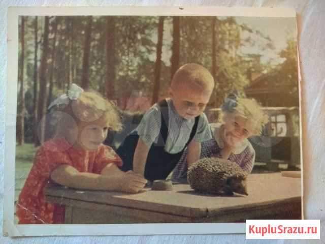 Карточка почтовая Натуралисты, 1963 год Саратов - изображение 1