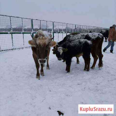 Корова Сторожевая