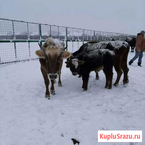 Корова Сторожевая - изображение 1