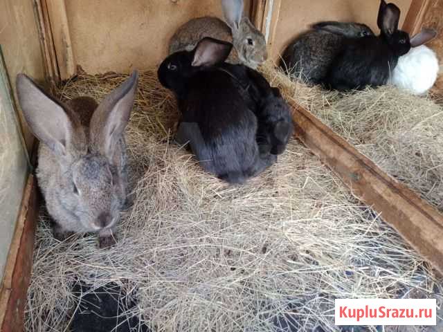 Кролик Отрадный - изображение 1