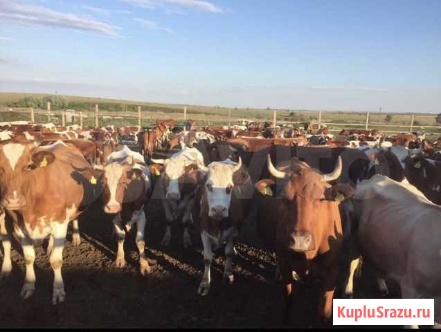 Корова 3-4 Иловля - изображение 1