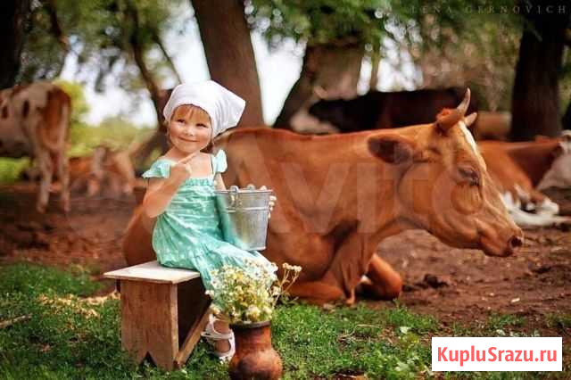 Молоко, творог, сметана, мёд Богатое - изображение 1