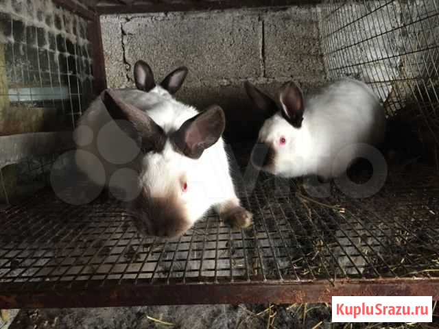 Калифорнийцы кролики Кочубеевское - изображение 1