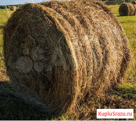 Сено в рулонах Барда - изображение 1
