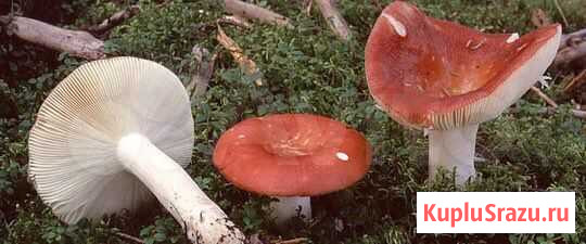 Грибы сушеные. Сыроежка для ого Москва - изображение 1