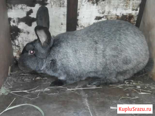 Кролики породы серебро, панон Талдом - изображение 1