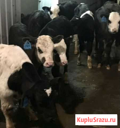 Быки Помесь с Абердином. От 1 месяца, до 2.5 Ладовская Балка - изображение 1