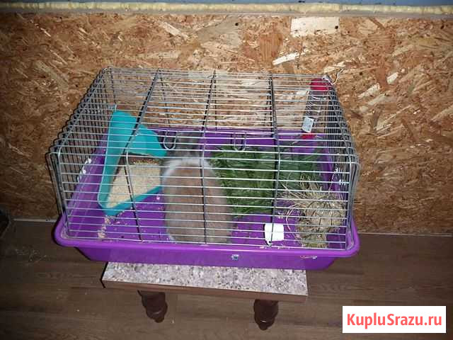 Клетка Муром - изображение 1