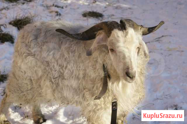 Пуховый козел Томск - изображение 1