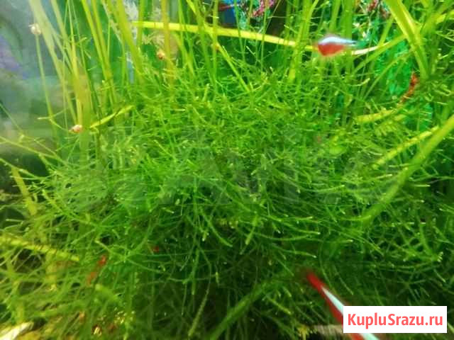 Кладофора, яванский мох Братск - изображение 1