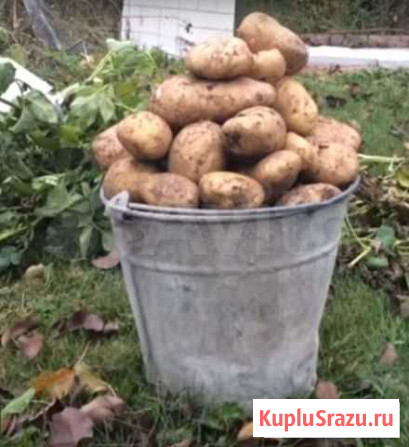 Картофель Калтан - изображение 1
