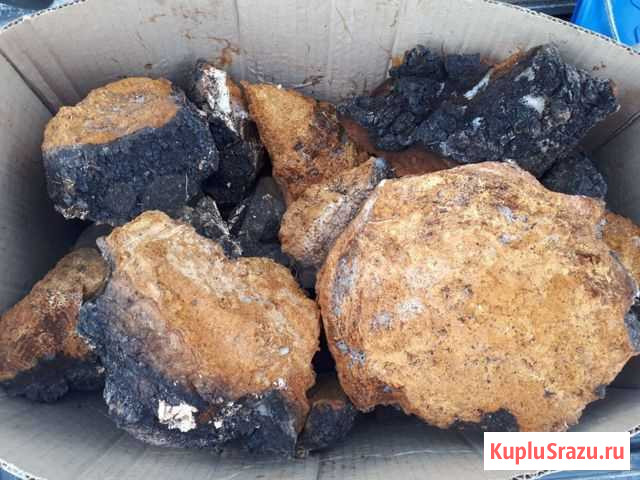 Продам чагу Ангарск - изображение 1