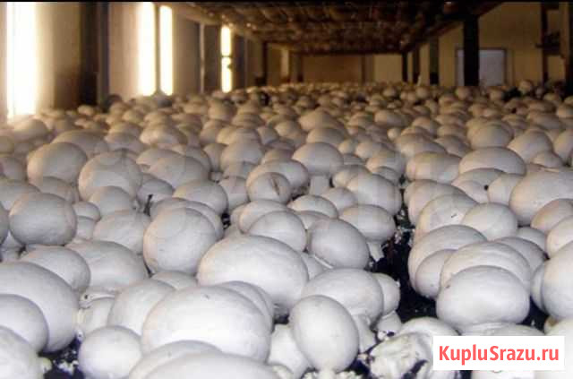 Бизнес по производству Грибов Шампиньонов Шахты - изображение 1