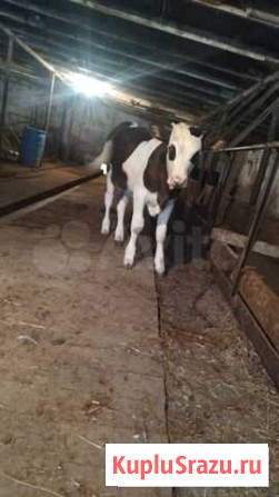 Продам поголовье Псыж - изображение 1