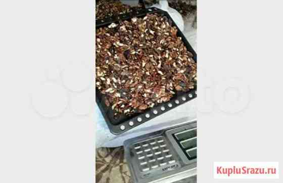 Продаю грецкий орех Армавир