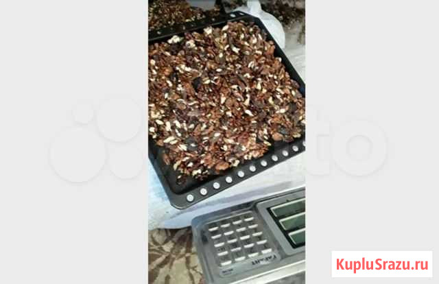 Продаю грецкий орех Армавир - изображение 1