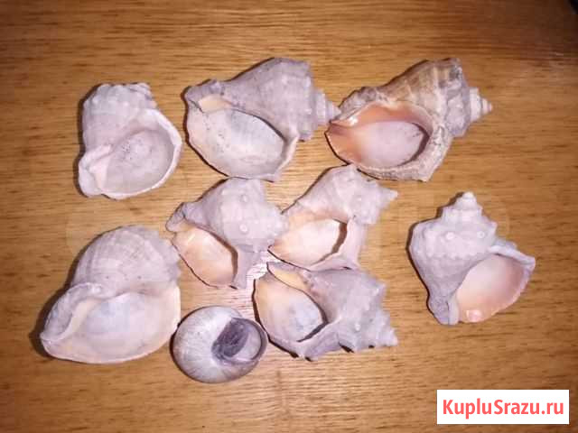 Морские ракушки Люберцы - изображение 1