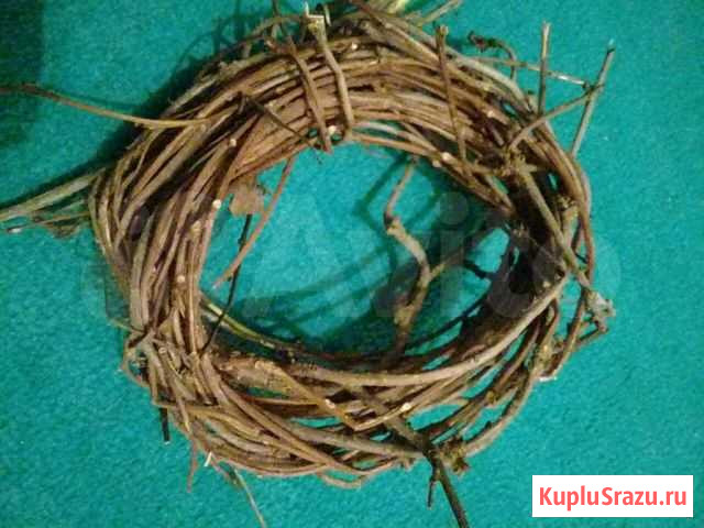 Лимонник Брянск - изображение 1