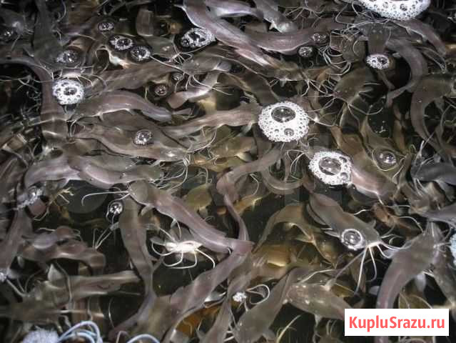 Сом Клариевый, малёк Санкт-Петербург - изображение 1