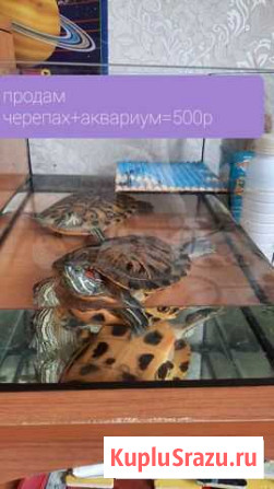 Черепаха Агидель - изображение 1